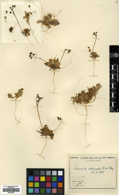 Cuscuta odorata [Espécimen: ]