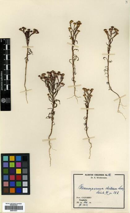 Blennosperma chilense [Espécimen: ]