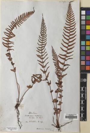 Blechnum hastatum [Espécimen: ]