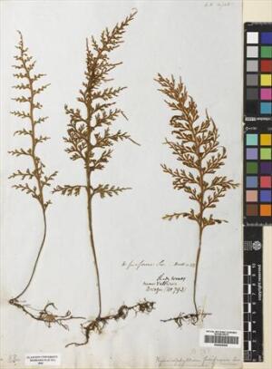 Hymenophyllum fuciforme [Espécimen: ]
