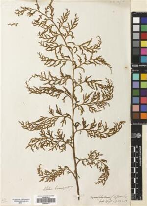 Hymenophyllum fuciforme [Espécimen: ]