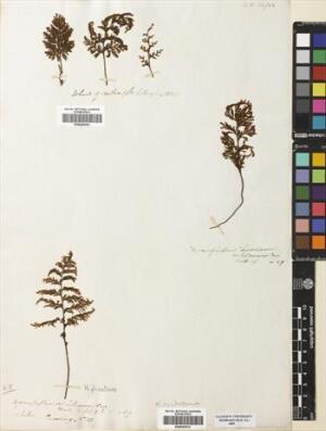 Hymenophyllum plicatum [Espécimen: ]