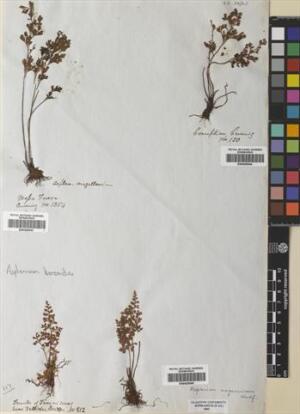 Asplenium dareoides [Espécimen: ]