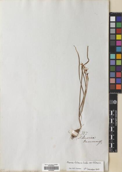 Miersia chilensis [Espécimen: ]