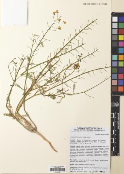 Adesmia leiocarpa [Espécimen: ]