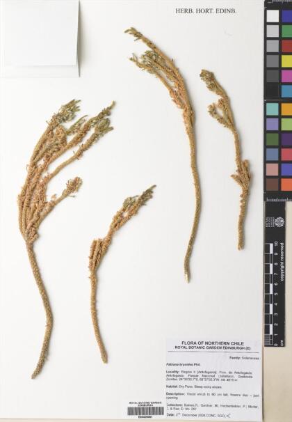 Fabiana bryoides [Espécimen: ]