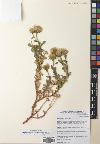 Haplopappus villanuevae [Espécimen: ]
