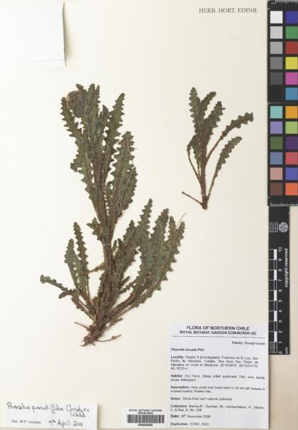 Phacelia pinnatifida [Espécimen: ]