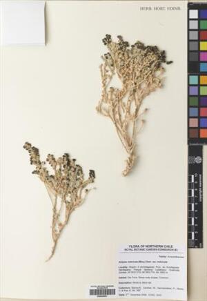 Atriplex imbricata [Espécimen: ]