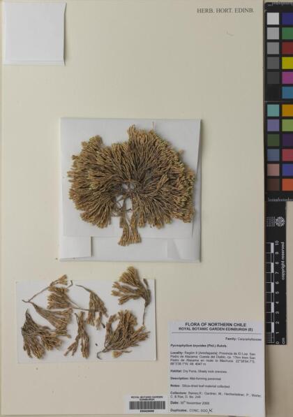 Pycnophyllum bryoides [Espécimen: ]