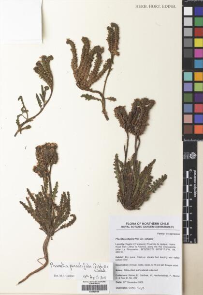 Phacelia pinnatifida [Espécimen: ]