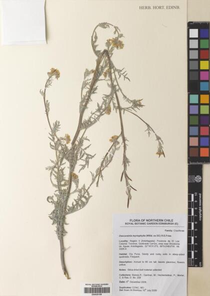Descurainia myriophylla [Espécimen: ]