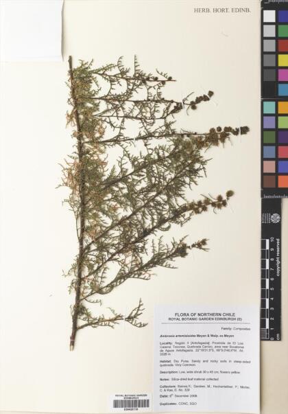 Ambrosia artemisioides [Espécimen: ]