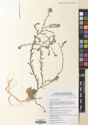 Lepidium bonariense [Espécimen: ]