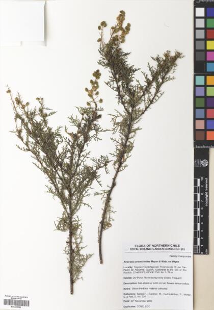 Ambrosia artemisioides [Espécimen: ]