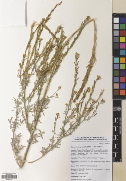 Descurainia myriophylla [Espécimen: ]