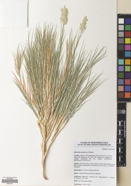Distichlis spicata [Espécimen: ]