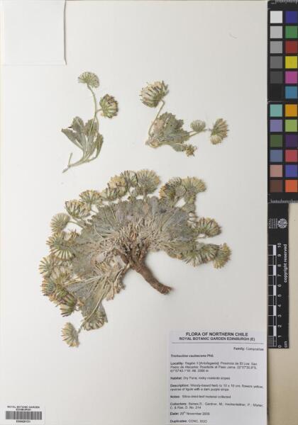 Trichocline caulescens [Espécimen: ]