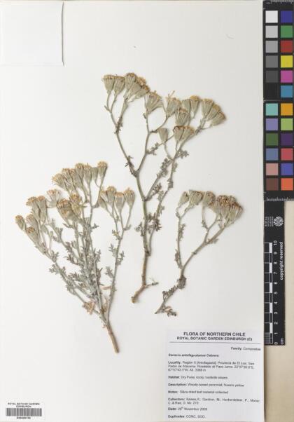 Senecio dichotomus [Espécimen: ]