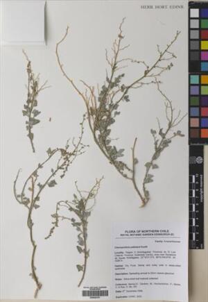 Chenopodium petiolare [Espécimen: ]