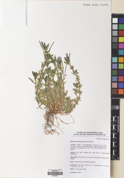 Epilobium denticulatum [Espécimen: ]