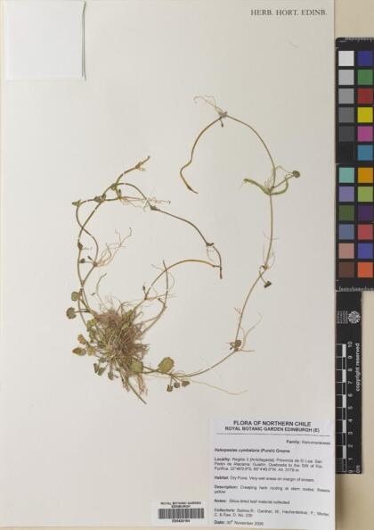 Halerpestes cymbalaria [Espécimen: ]