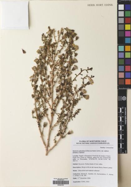 Senecio subulatus var. salsus [Espécimen: ]