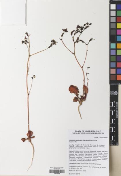Cistanthe longiscapa [Espécimen: ]