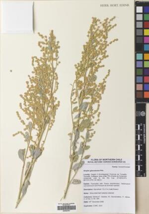 Atriplex glaucescens [Espécimen: ]
