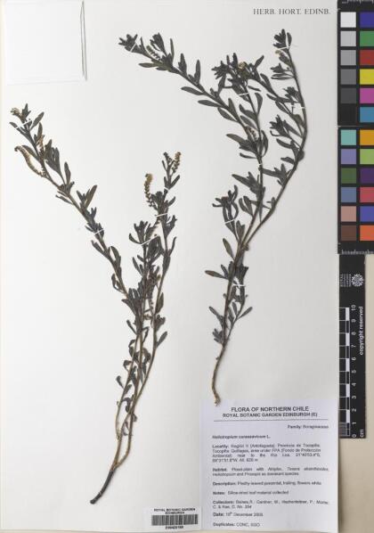 Heliotropium curassavicum var. curassavicum [Espécimen: ]