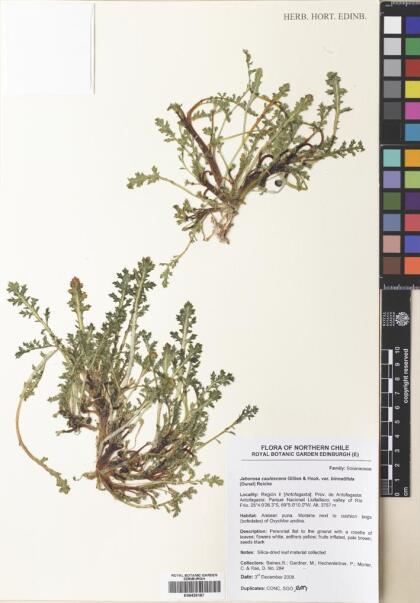 Jaborosa caulescens var. bipinnatifida [Espécimen: ]