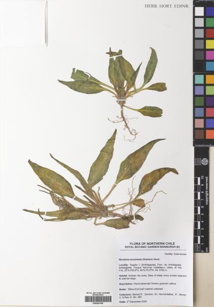 Nicotiana acuminata [Espécimen: ]
