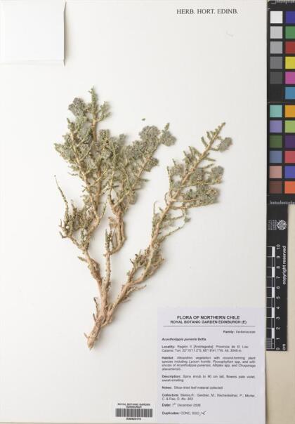 Aloysia deserticola [Espécimen: ]