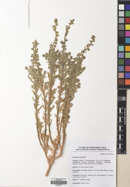 Artemisia copa [Espécimen: ]