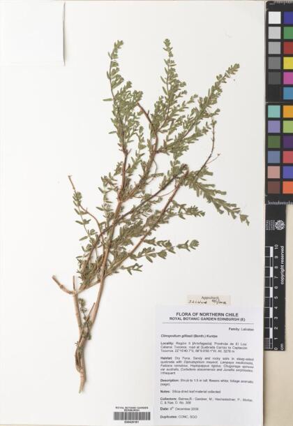 Micromeria gilliesii [Espécimen: ]