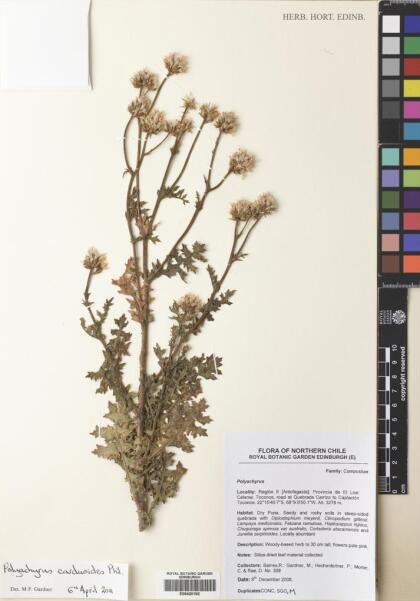 Polyachyrus carduoides [Espécimen: ]