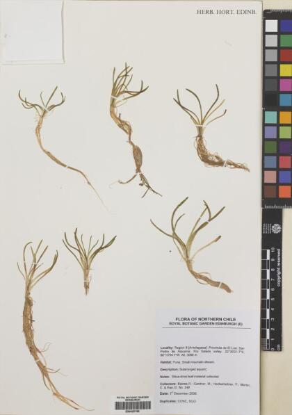 Lilaeopsis macloviana [Espécimen: ]