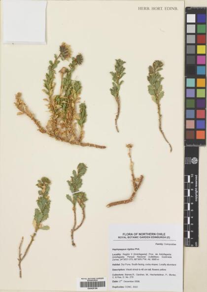 Haplopappus rigidus [Espécimen: ]