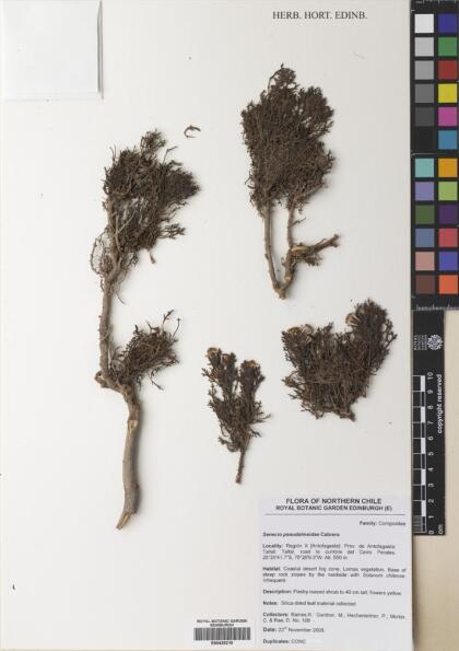 Senecio pseudalmeidae [Espécimen: ]