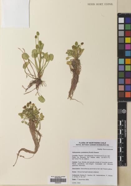 Halerpestes cymbalaria [Espécimen: ]