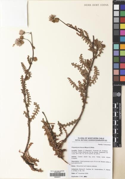 Polyachyrus fuscus [Espécimen: ]