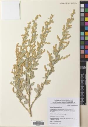 Atriplex glaucescens [Espécimen: ]