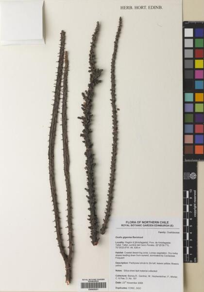 Oxalis gigantea [Espécimen: ]