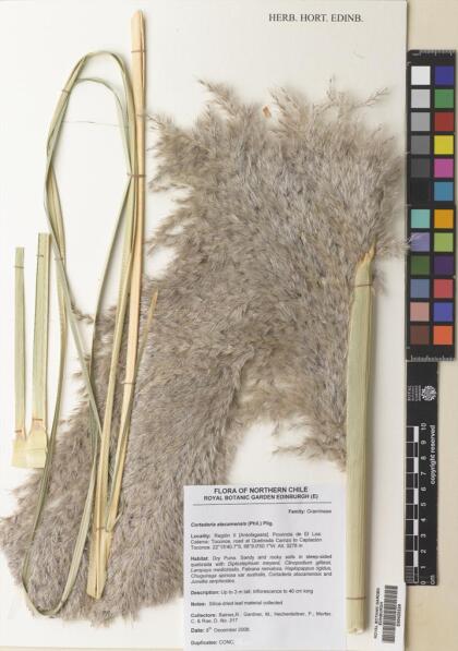 Cortaderia speciosa [Espécimen: ]