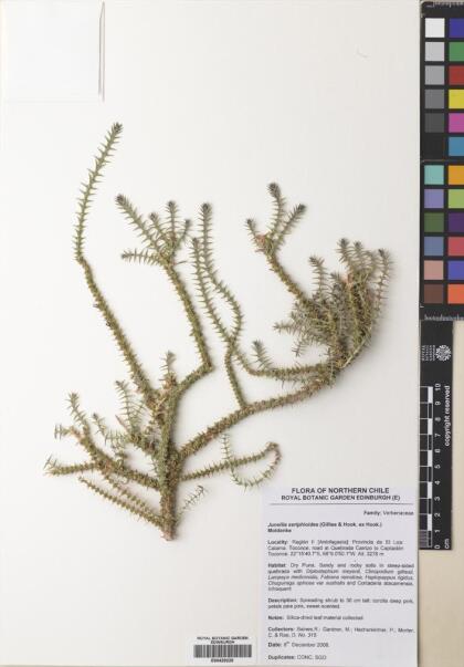 Junellia seriphioides [Espécimen: ]