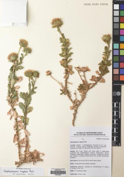 Haplopappus rigidus [Espécimen: ]