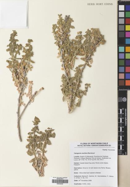 Tetragonia maritima [Espécimen: ]