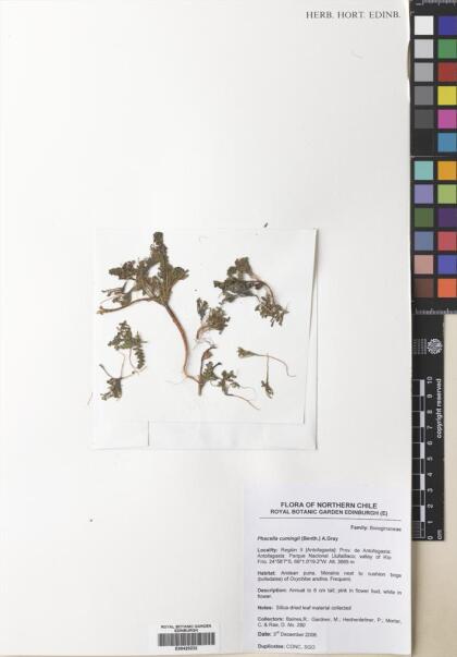 Phacelia cumingii [Espécimen: ]
