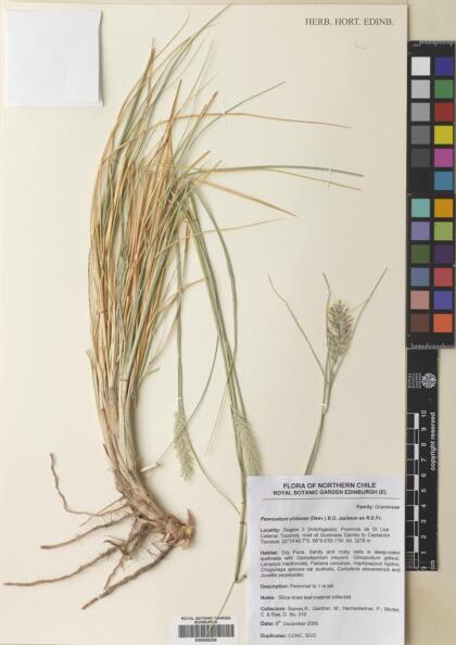 Cenchrus chilensis [Espécimen: ]