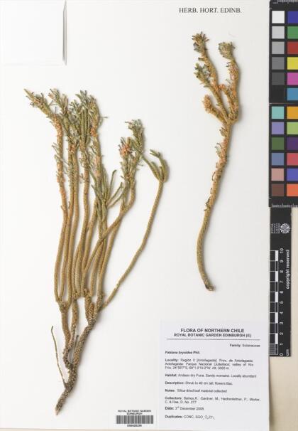 Fabiana bryoides [Espécimen: ]